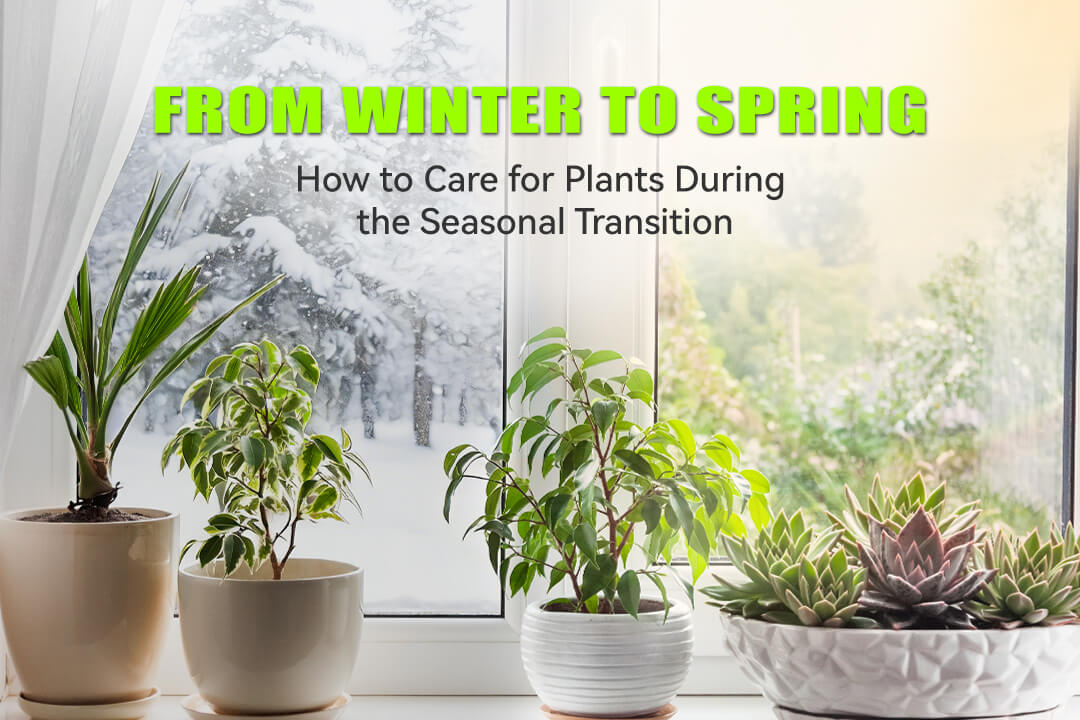 From Winter to Spring: How to Care for Plants During the Seasonal Transition